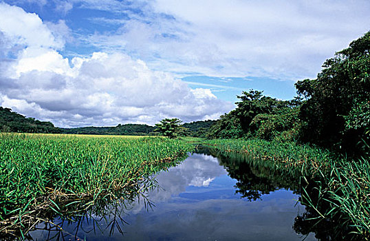 法属圭亚那,河,亚马逊地区,湿地