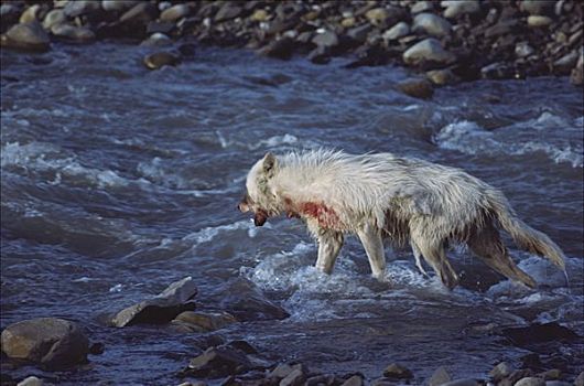 北极狼,狼,涉水,水中,进食,麝牛,杀,艾利斯摩尔岛,加拿大