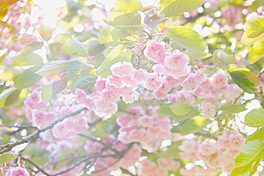 櫻花