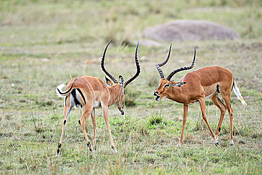 黑斑羚,争斗,雄性,威胁,马赛马拉国家保护区,肯尼亚,非洲