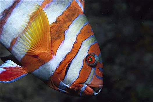 濑鱼,特色,大,牙齿,大堡礁,澳大利亚