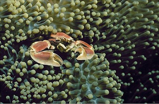 螃蟹,海葵,瓷蟹,印度洋,水下,海洋动物
