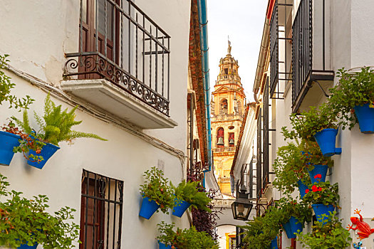 花,街道,科多巴,西班牙