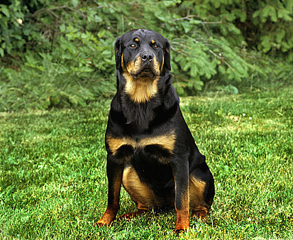 罗特韦尔犬,坐,草地