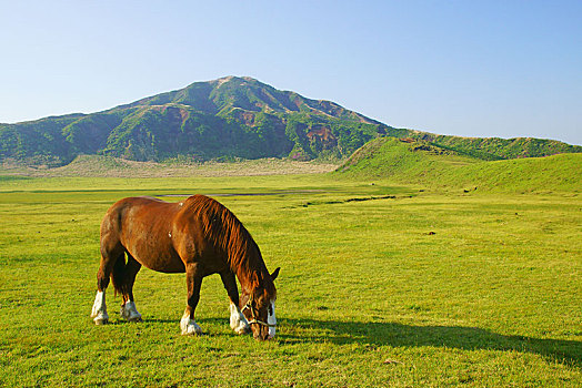 马,熊本,日本