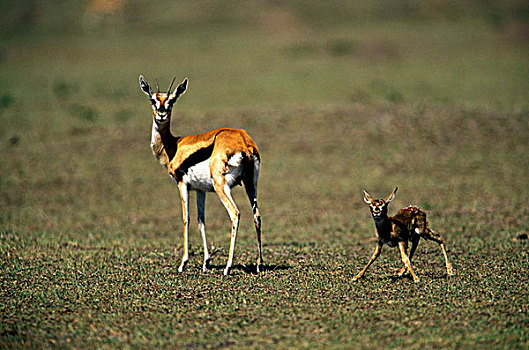 肯尼亚,马塞马拉野生动物保护区,瞪羚,看,幼仔,拿,起步,汤氏瞪羚