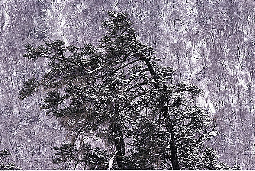 树,初雪,尼泊尔