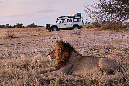 非洲,博茨瓦纳,莫雷米禁猎区,旅游,陆地,靠近,休息,狮子,黄昏