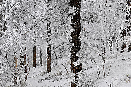 松树林树挂雪景