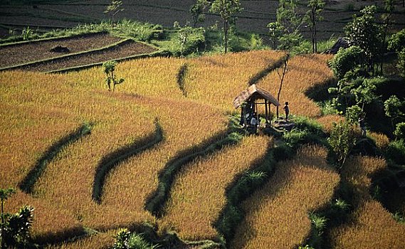 俯拍,阶梯状,稻田,巴厘岛,印度尼西亚
