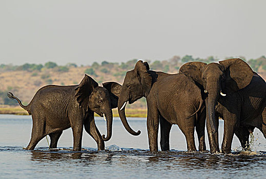 非洲象,女性,穿过,乔贝,河,背影,水,幼小,乔贝国家公园,博茨瓦纳,非洲