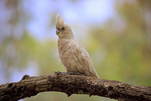 小,凤头鹦鹉,成年,坐在树上,国家公园,新南威尔士,澳大利亚,大洋洲