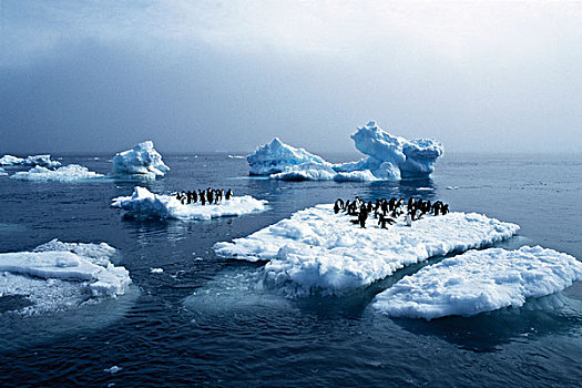 南极半岛,阿德利企鹅,大幅,尺寸