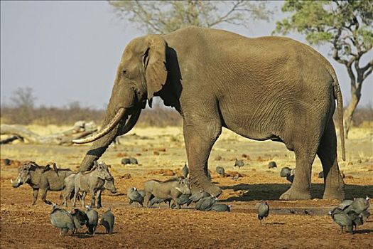 非洲象,几内亚,禽类,疣猪,埃塞俄比亚,萨维提,乔贝国家公园,博茨瓦纳,非洲