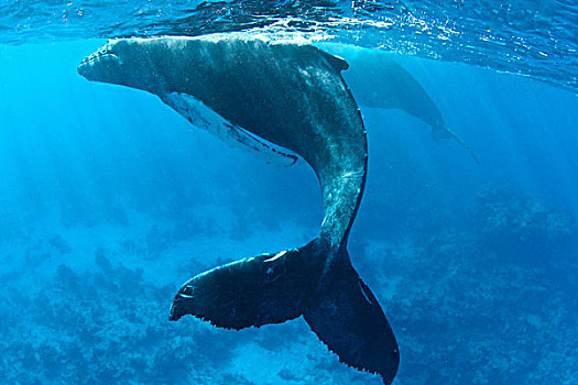 驼背鲸,大翅鲸属,鲸鱼,幼兽,水下,特克斯和凯科斯群岛