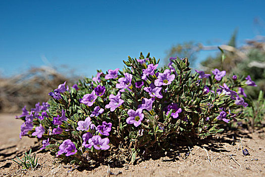 紫色,垫,魅力,花,管风琴仙人掌国家保护区,大幅,尺寸