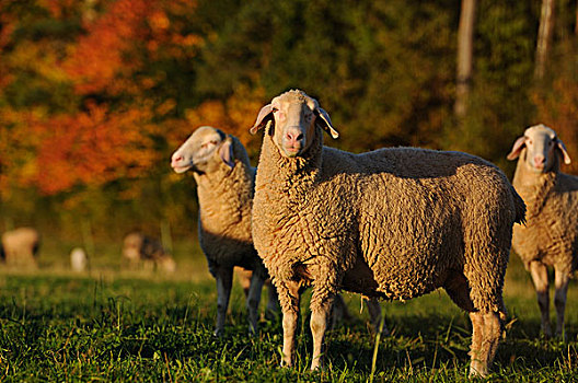 绵羊,站立,草场