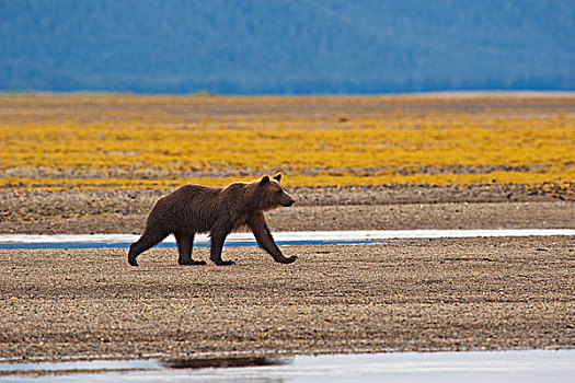 褐色,大灰熊,走,河流,阿拉斯加,美国