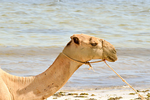 头部,单峰骆驼,海洋,背景,海滩,班布里,肯尼亚