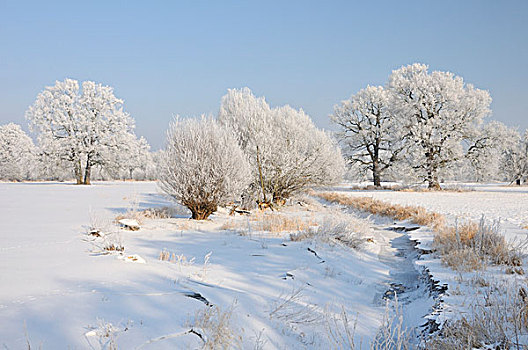 树,遮盖,白霜,河漫滩,靠近,德绍,萨克森安哈尔特,德国,欧洲