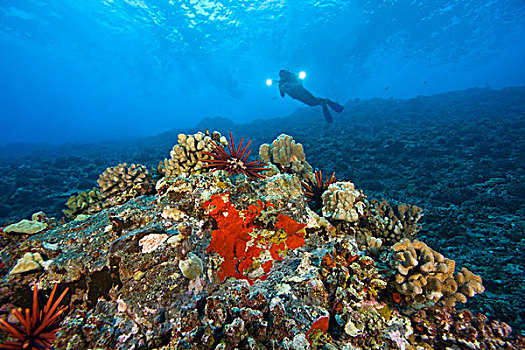 莫洛基尼岛,毛伊岛,一个,潜水者