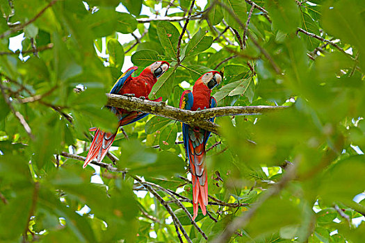 深红色,金刚鹦鹉,绯红金刚鹦鹉,栖息,印第安,杏树,省,蓬塔雷纳斯,哥斯达黎加,北美