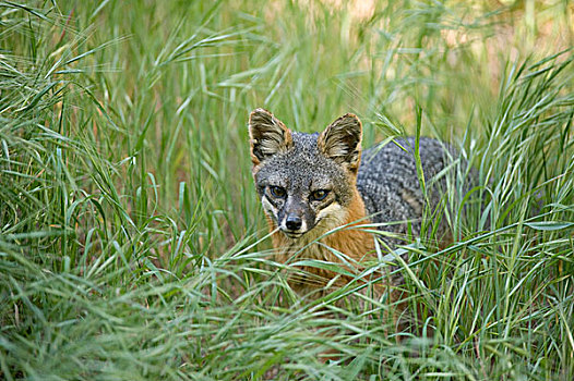 峡岛,灰色,狐狸,高草,圣克鲁斯岛,峡岛国家公园,加利福尼亚