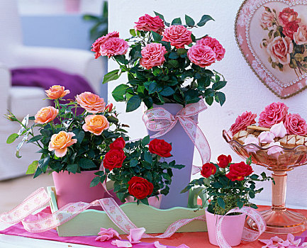 玫瑰,盆栽,红色,三文鱼,粉色,种植器皿
