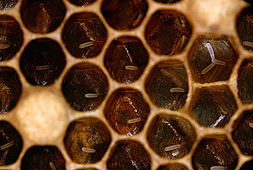 蜜蜂,意大利蜂,蛋,蜂窝