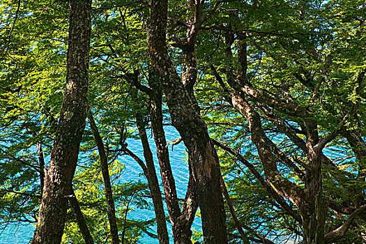 树,青绿色,水,秃鹫,国家公园,洛斯格拉希亚雷斯,巴塔哥尼亚,阿根廷