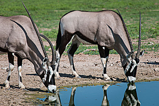 南非大羚羊,羚羊,水坑,卡拉哈迪大羚羊国家公园,北开普,南非,非洲