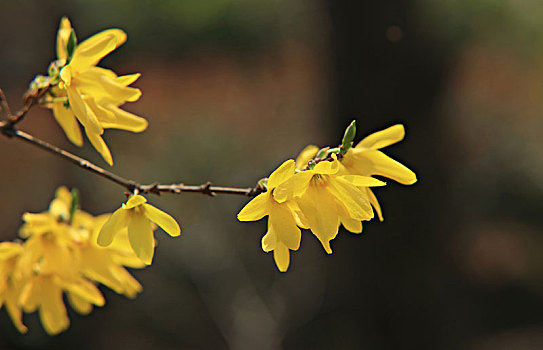 迎春花