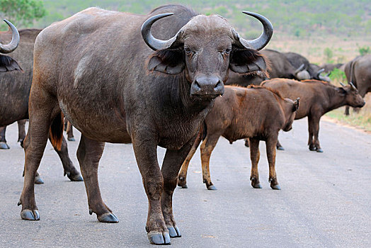 非洲,水牛,非洲水牛,牧群,公路,克鲁格国家公园,南非