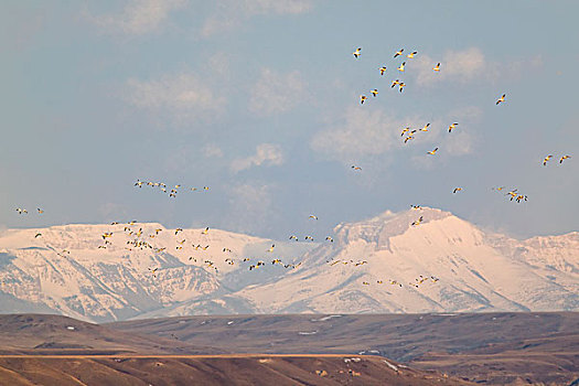 雪雁,飞行,湖,蒙大拿,黎明,落基山,正面,背景