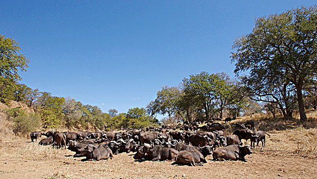非洲,水牛,牧群,休息,干燥,河床,克鲁格国家公园,南非