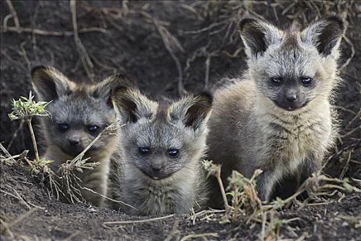 大耳狐,幼仔,户外,窝,马赛马拉,肯尼亚