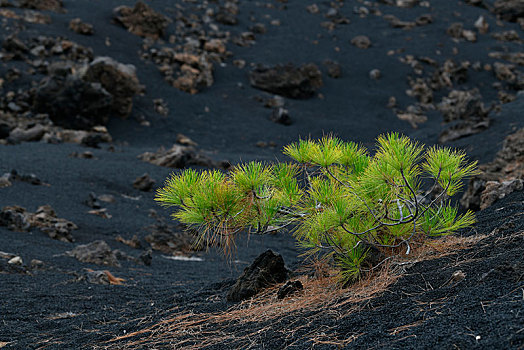 加纳利群岛,松树,松属,幼小植物,黑色,熔岩原,特内里费岛,西班牙,欧洲