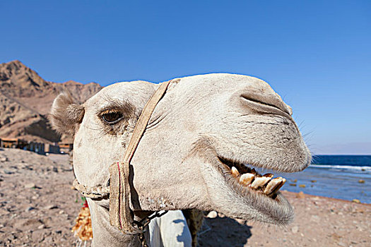 骆驼,头部,西奈,埃及,非洲