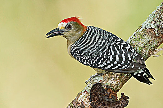 啄木鸟,栖息,枝条,特立尼达和多巴哥