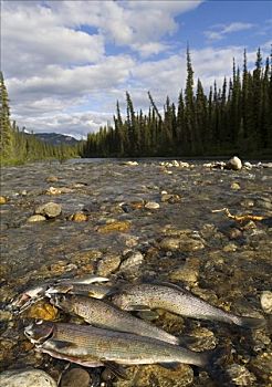 钓鱼,抓住,北极,茴鱼,清晰,溪流,大,三文鱼,河,育空地区,加拿大,北美