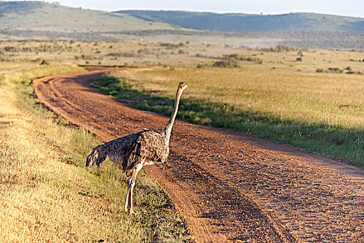 鸵鸟,走,热带草原,非洲,旅游,肯尼亚