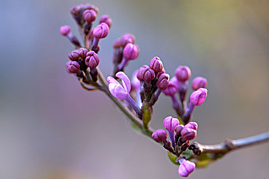 等待盛开的梨花花蕾