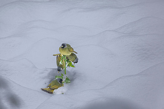 绿鹦嘴鹎雪地觅食栖息