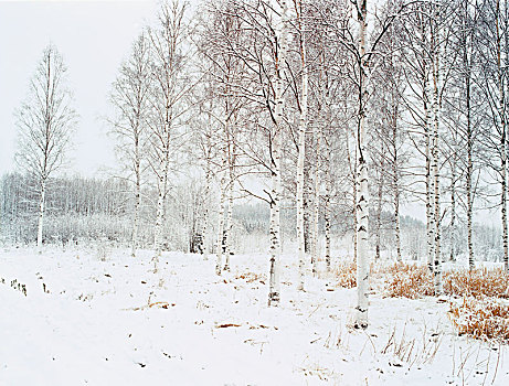 桦树,冬天