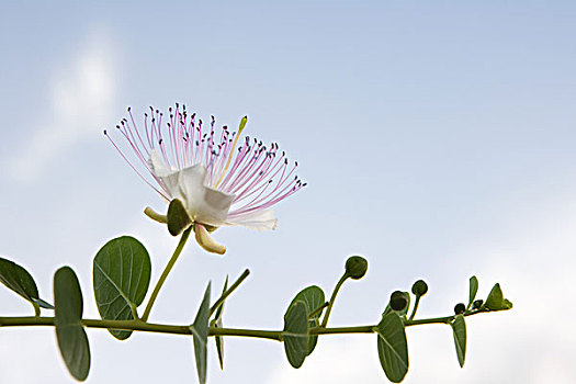 桉树,枝条,花