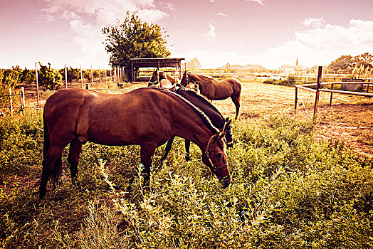 褐色,马,日出,放牧,靠近,厩