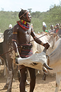 哈马尔,部落,奥莫山谷,埃塞俄比亚