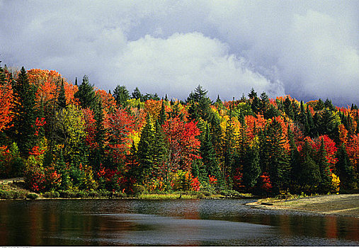 树,湖,阿尔冈金省立公园,安大略省,加拿大