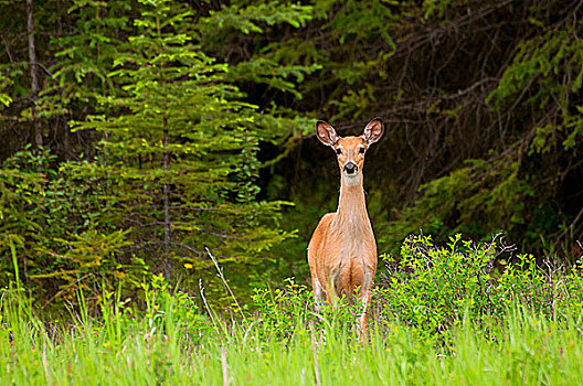 加拿大,不列颠哥伦比亚省,库特尼国家公园,白尾鹿