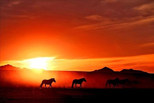 日落,马,蒙古,草原